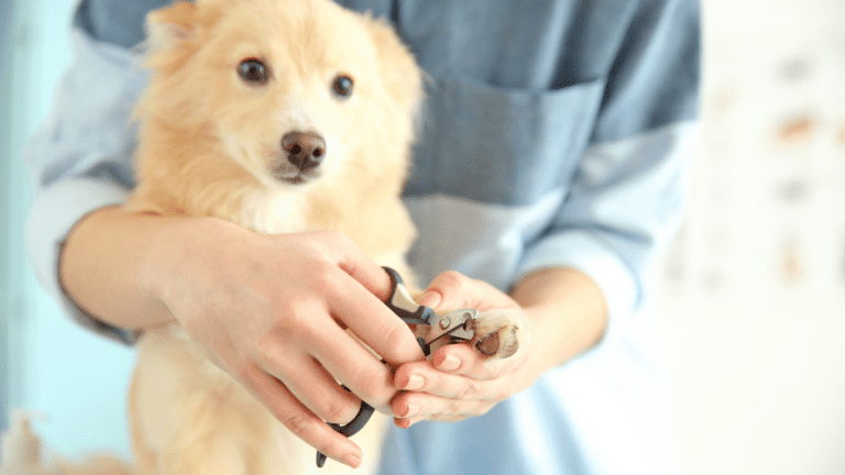 Dem Hund werden die Nägel geschnitten