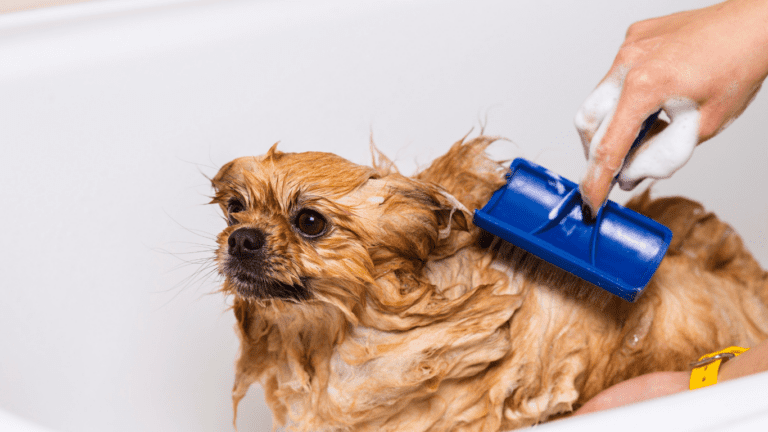 Hund ist nass und wird gekemmt